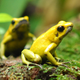 Phyllobates terribilis. Image: Micha L. Rieser